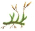 0800fug0-06ec-114x102.png