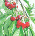 0800g034-9429-117x118.png