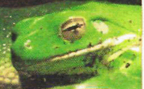 0800g2j0-60fd-205x128.png