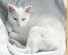 0800g2mv-f3c9-235x189.png