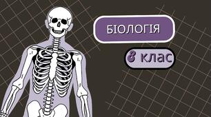 Слухова сенсорна система 