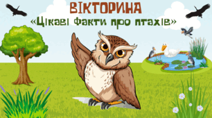 Міжнародний день птахів. Вікторина.