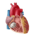 0800gbhu-f716-117x130.png