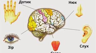 Узагальнення знань " Сенсорні системи"