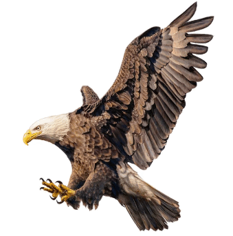 0800gdzi-04cd-339x342.png