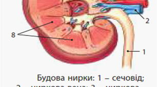 Виділення. Сечовидільна система людини
