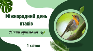 До Міжнародного дня птахів (1 квітня) презентація+кросворд+інтерактивні вправи+шаблон сертифікату