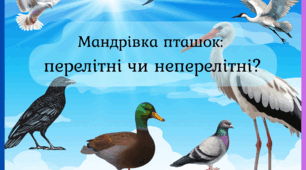Мандрівка пташок:  перелітні чи неперелітні?