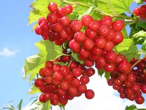 0800gvxq-5c6b-289x217.webp