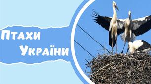 Інтерактивна гра "Птахи України"