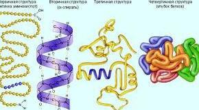 Білки як високомолекулярні сполуки