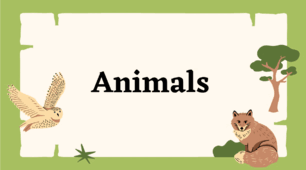 Презентація до уроку "Animals" 6 клас НУШ