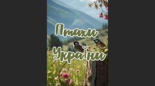 Лепбук "Птахи України"