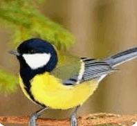 0800haw6-bc81-198x182.png