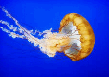 0800hawy-cd3c-221x157.png