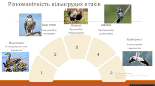 Різноманітність птахів: Кільогруді птахи