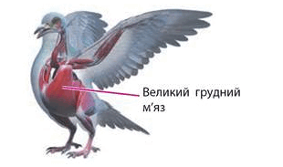 0800hdhb-bac1-310x183.png