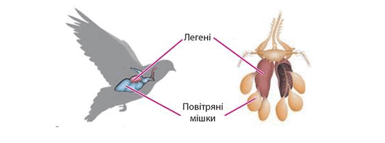 0800hdv8-f0a9-552x206.png