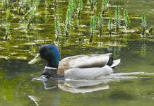 0800hfyy-7e5e-218x150.png