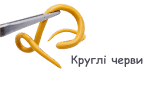 Розробка відкритого уроку з біології на тему"Круглі черви (нематоди)".