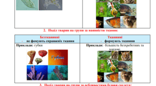 Робочий аркуш «Різноманітність тварин. Губки» 7 клас НУШ