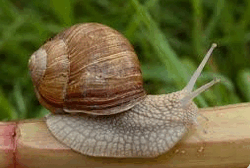 0800hj4y-7885-250x168.png