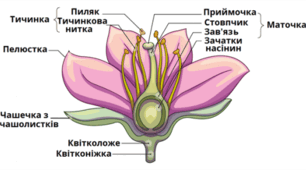 Урок 2.(ч.7) Поява квіткових рослин .