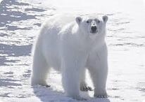 Все про тварин: Білий ведмідь (Ursus maritimus)