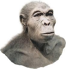 Homo habilis