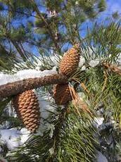 Сосна жорстка (Pinus rigida.) Для заліснення згарищ, які сталися в Херсонській області в 2007 році. В якості експерименту в 2008 році на території Костогризівського лісництва створили лісові культури на площі 5,2 га. –