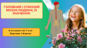 Презентація до уроку Я досліджую світ 3 клас "Головний і спинний мозок людини, їх значення."