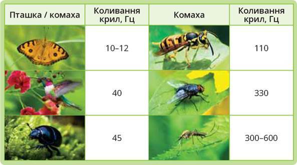 0800i0pz-bee8-593x330.jpg