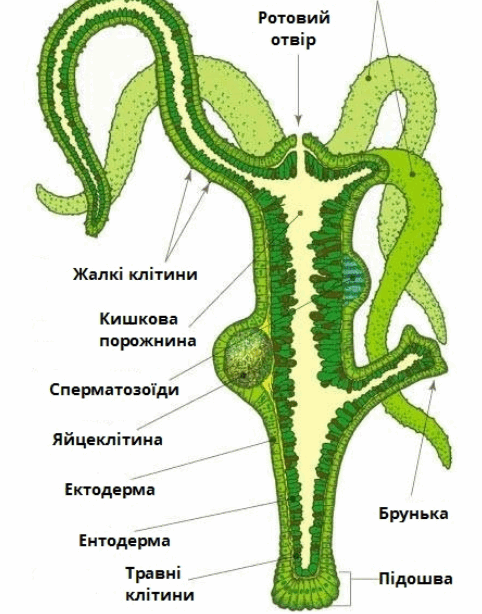 0800i1g8-ad98-482x614.png