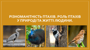 Презентація "Різноманітність птахів. Роль птахів у природі та житті людини. НУШ"
