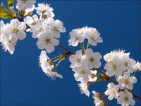 0800i9us-1563-200x150.jpg