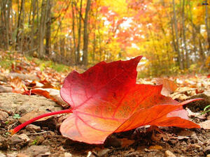 0800ialo-5789-300x225.jpg