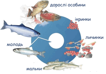 0800ihtv-e663-358x249.png