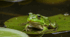 Проєкт 🐸🌿«Різноманітність амфібій своєї місцевості» 7 кл НУШ