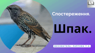 Спостереження за шпаком для дітей старшого дошкільного віку.