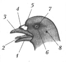 0800il9o-d9ae-211x199.png