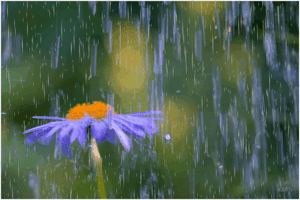 0800iqy2-f488-300x200.gif
