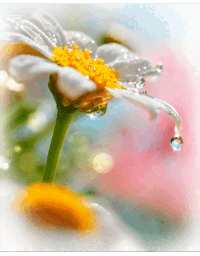 0800iqz7-4b7f-200x256.gif