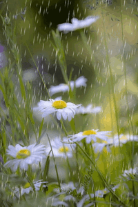 0800irmi-f05d-200x300.gif
