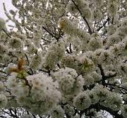 8 травня 2021рік.Весна.Цвітуть дерева у саду. 🌸🌳🌺🌼
