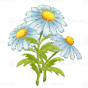 ramo de flores delicadas manzanilla con hojas, pintado a mano, pintura acuarela 11288339 PNG