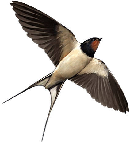 0800j7db-01b4-424x462.png