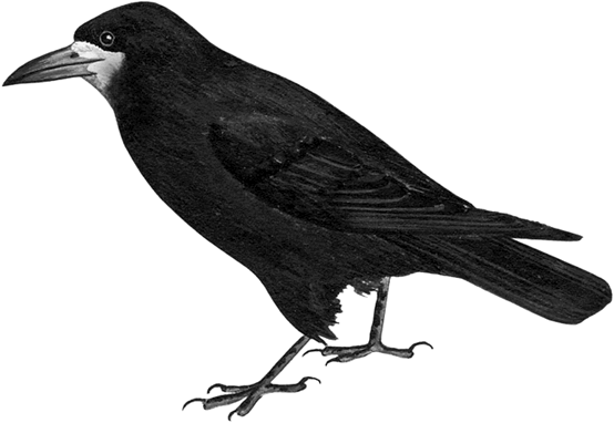 0800j7dc-522c-554x382.png