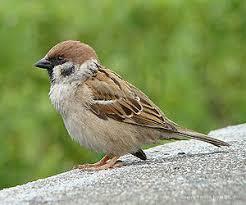 Горобець польовий (Passer Montanus Linnaeus 1758) - Птахи України