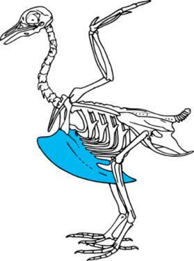 0800jao2-343b-279x374.png