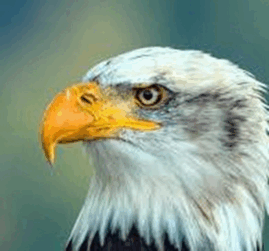 0800jaqh-d67c-313x292.png